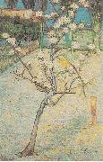 Vincent Van Gogh Flowering Pear-Tree oil painting reproduction